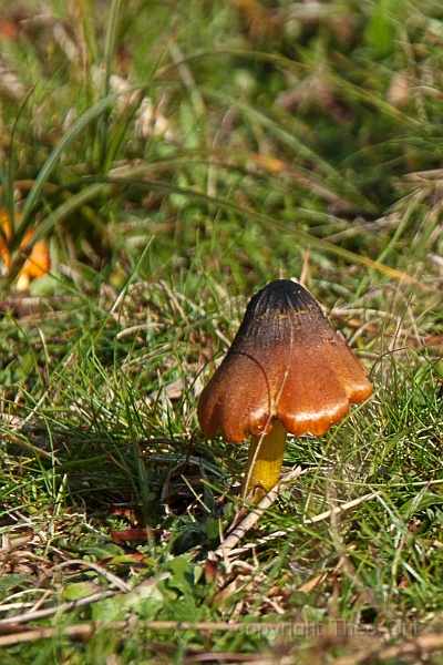 TAOU-20151020_IGP5142-zwartwordende wasplaat.jpg